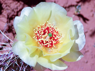 wild desert flower in bloom