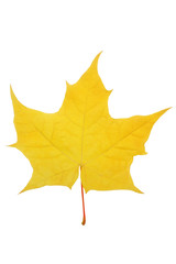 Maple leaf