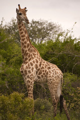 Naklejka na ściany i meble Giraffe in kruger national park