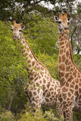 Giraffe in kruger national park
