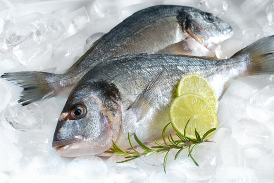 Fototapeta A gilthead (dorade) on ice at the seafood booth