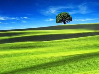 Fotobehang Groen veld met de blauwe lucht © Jagoush