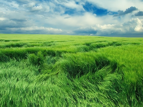 Endless green field