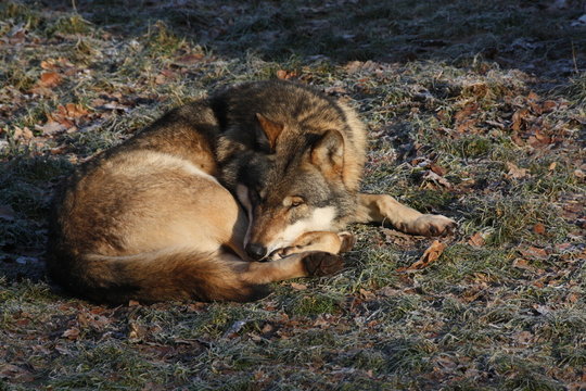 Eurasischer Wolf