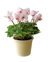 Flower pot with pink flowers, isolated