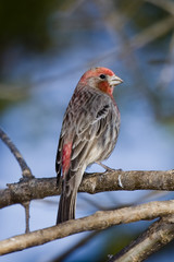 House Finch