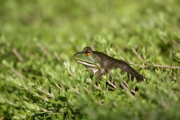 Bull frog