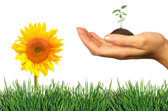 Fresh Elements of Spring: Grass, Seeling and Sunflower