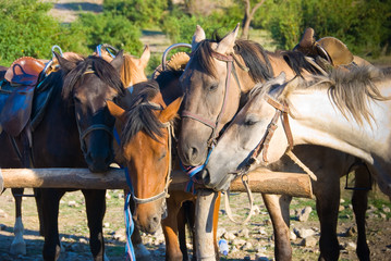 Horses