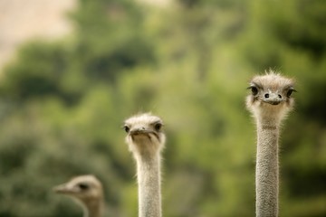 african three ostrich portrait, funny family