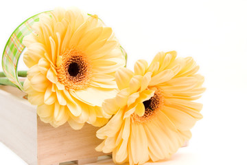 yellow gerberas isolated on white. valentines day