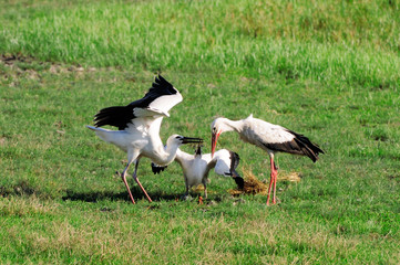 storks