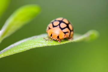 ladybug