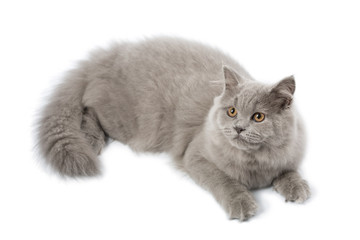 cute british kitten isolated