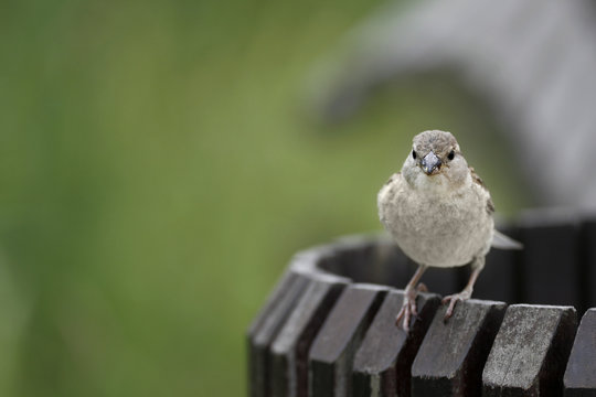 moineau