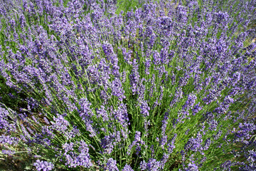 Obraz premium Field Of Lavender