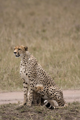 wet cheetah
