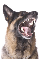 German shepherd on white