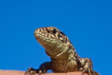lizard on a blue sky background holding on to a finger