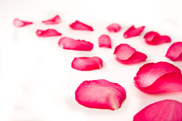 rose petals on on white background