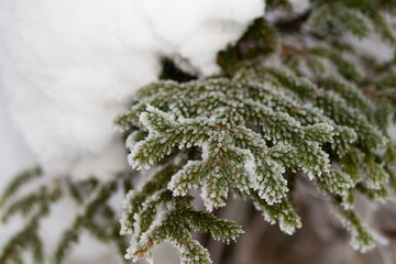 Frozen