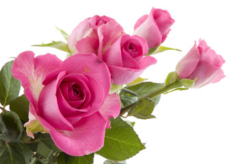 Pink roses flowers