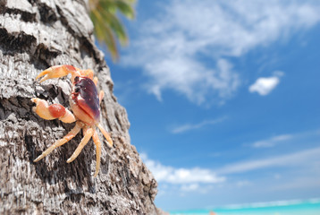 Crab on palm