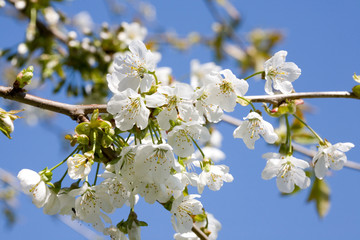 Flowering time.