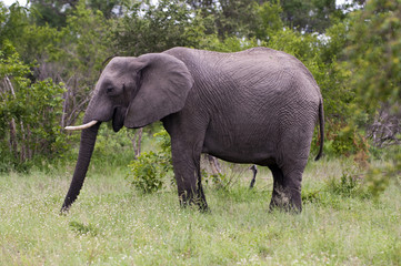 Fototapeta premium Young male elephant in Kruger park