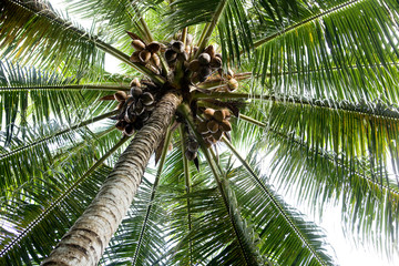 Obraz premium Palm Tree Background