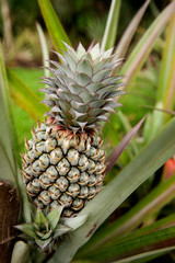 Pineapple Plant