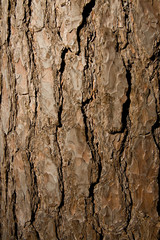 tree texture