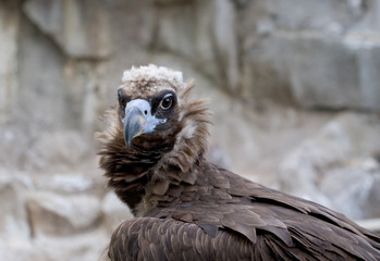Eurasian Black Vulture