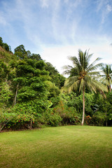Fototapeta premium Tropical Back yard