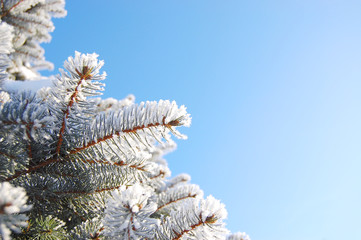 Branch of pine