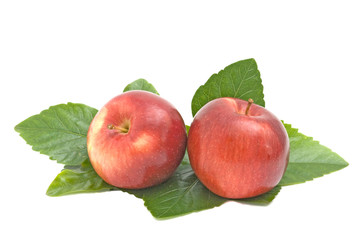 Two red apples on leaves