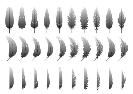 Variation of the feather