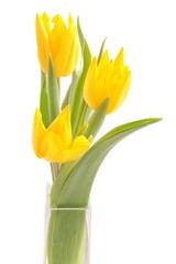Tulpen