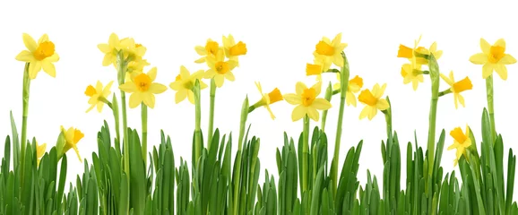 Printed roller blinds Narcissus Yellow daffodils isolated on white