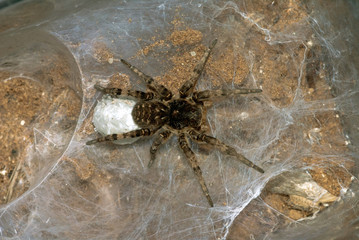 Tarantula