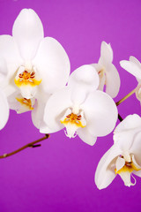 Naklejka na ściany i meble Biała orchidea