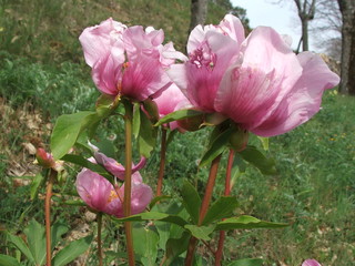 Peonias