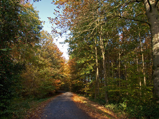 Footpath in a forest