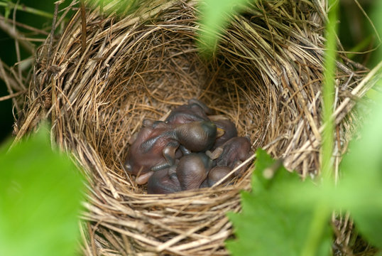 baby birds in the nest