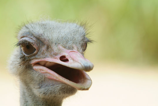 Ugly ostrich