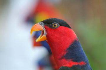 Black-capped Lory talking