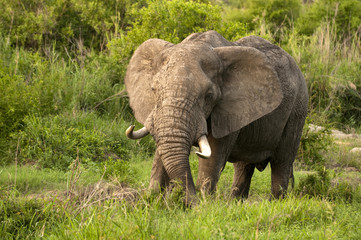 Elephant in Kruger Park