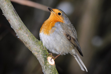 European robin redbreast