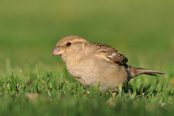 southern grey-headed sparrow