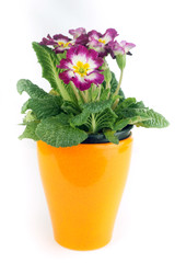 primrose pot